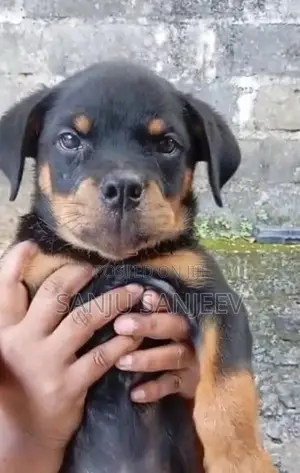 Rottweiler Puppy