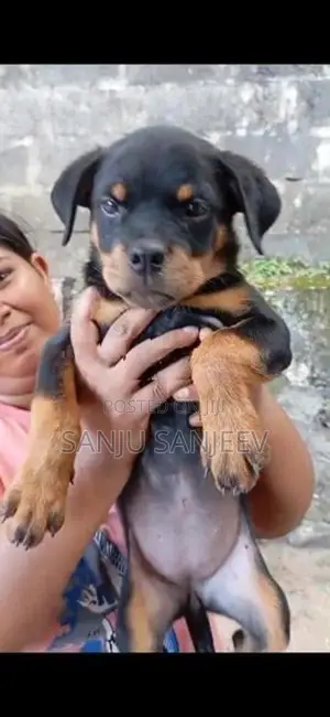 Rottweiler Puppy