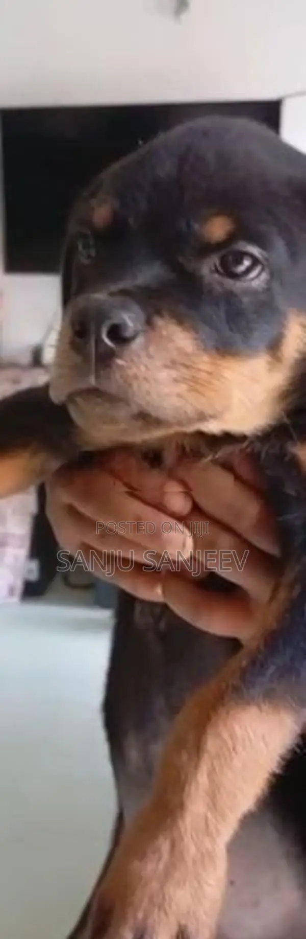 Rottweiler Puppy