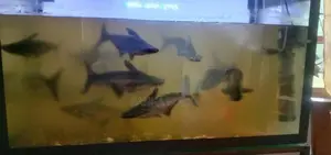 Catfish
