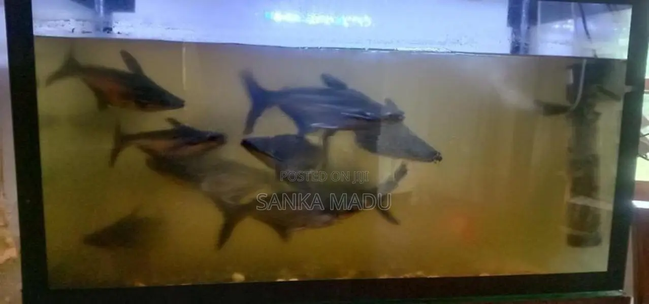 Catfish