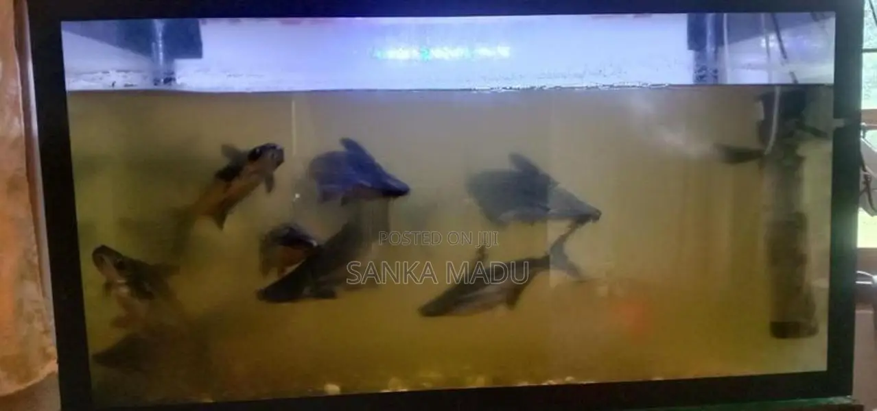 Catfish