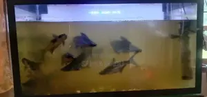 Catfish