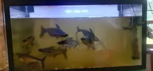 Catfish