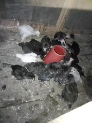ගම් කුකුල් පැටව්