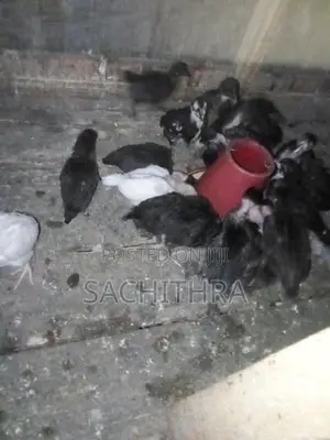 ගම් කුකුල් පැටව්