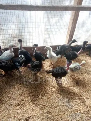 ගම් කුකුල් පැටව්