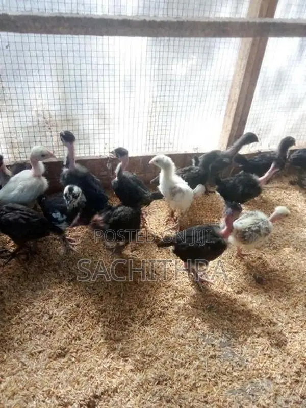 ගම් කුකුල් පැටව්