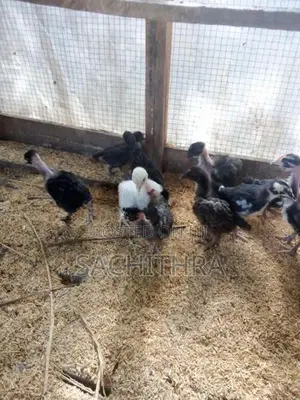 ගම් කුකුල් පැටව්