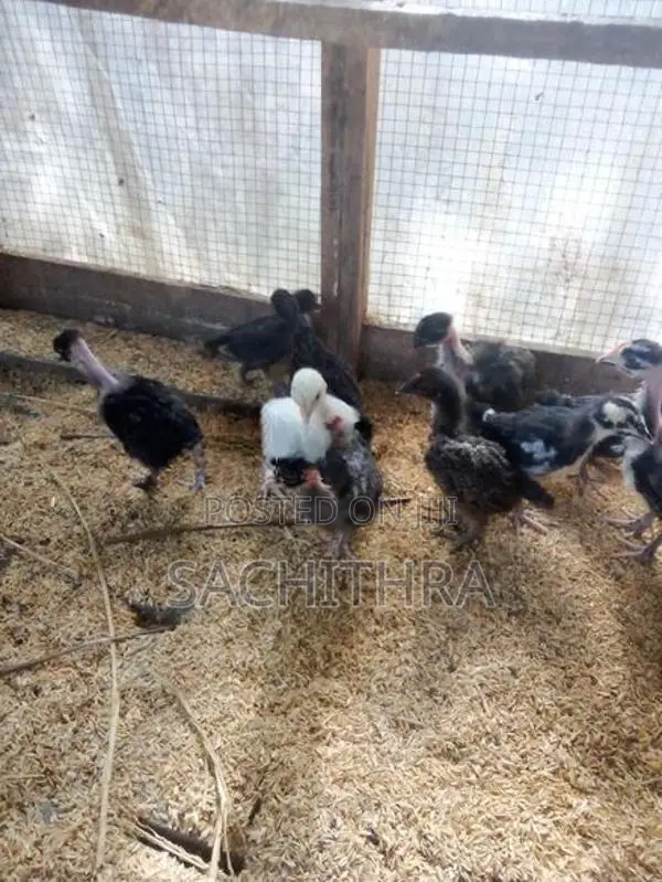 ගම් කුකුල් පැටව්