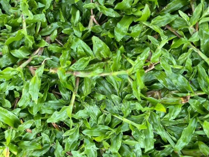 Malaysian Grass Carpet
