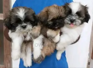 Shihtzu