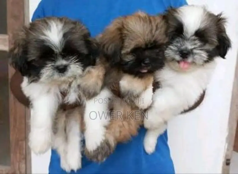 Shihtzu