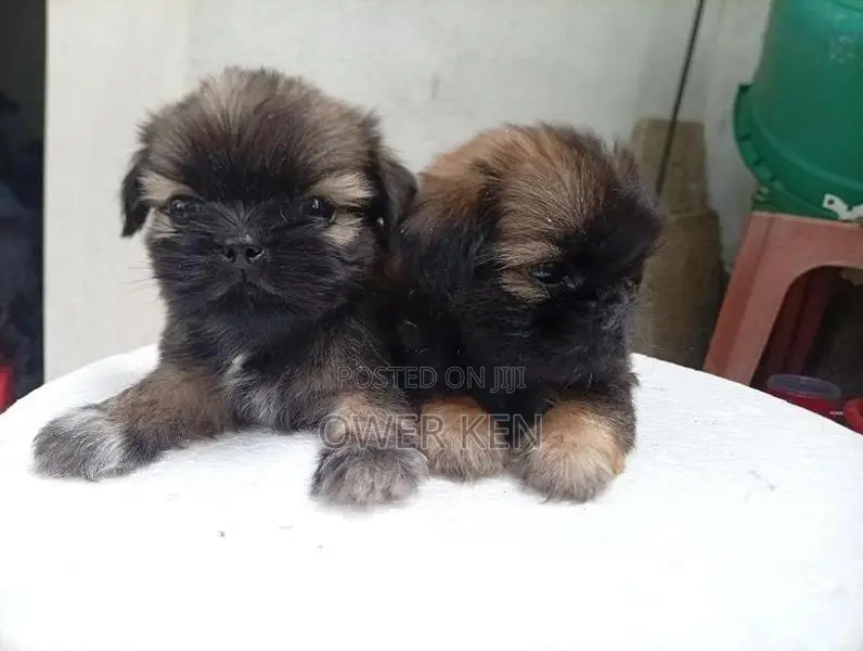 Shihtzu