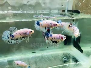 Betta Fish