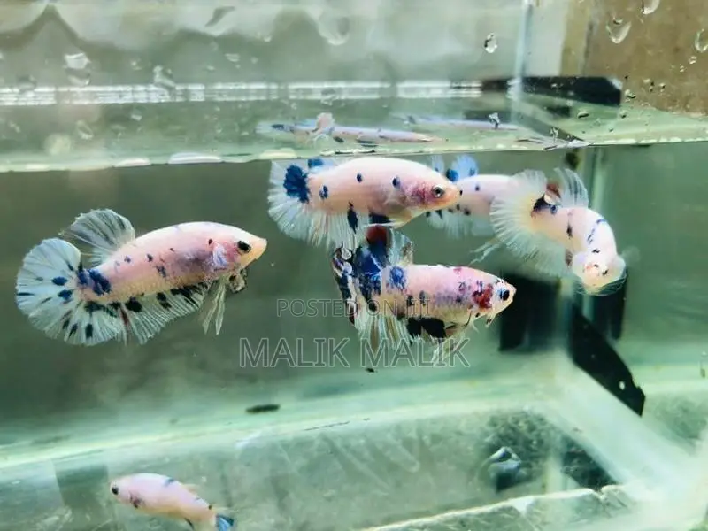 Betta Fish