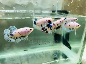 Betta Fish