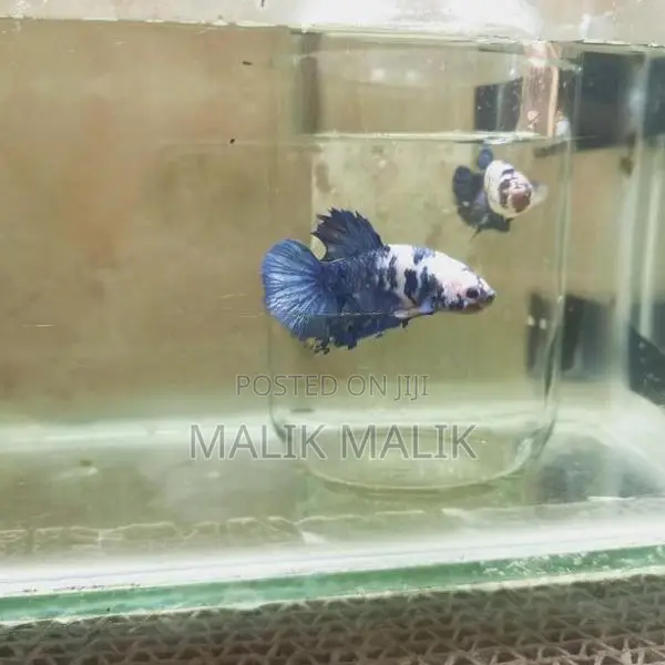 Betta Fish