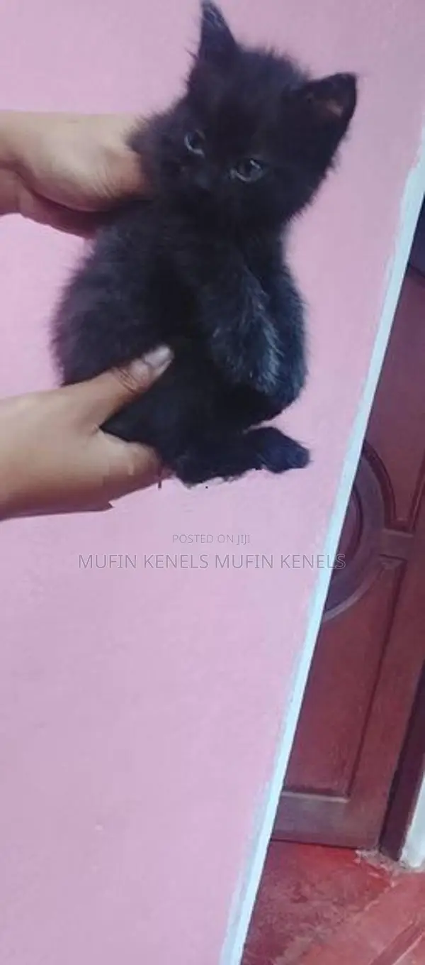 Persian Cat