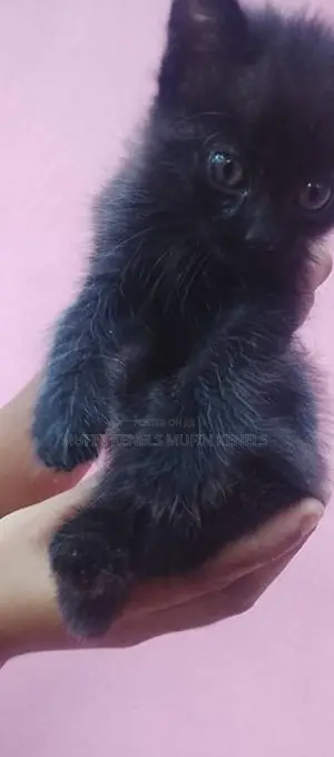 Persian Cat