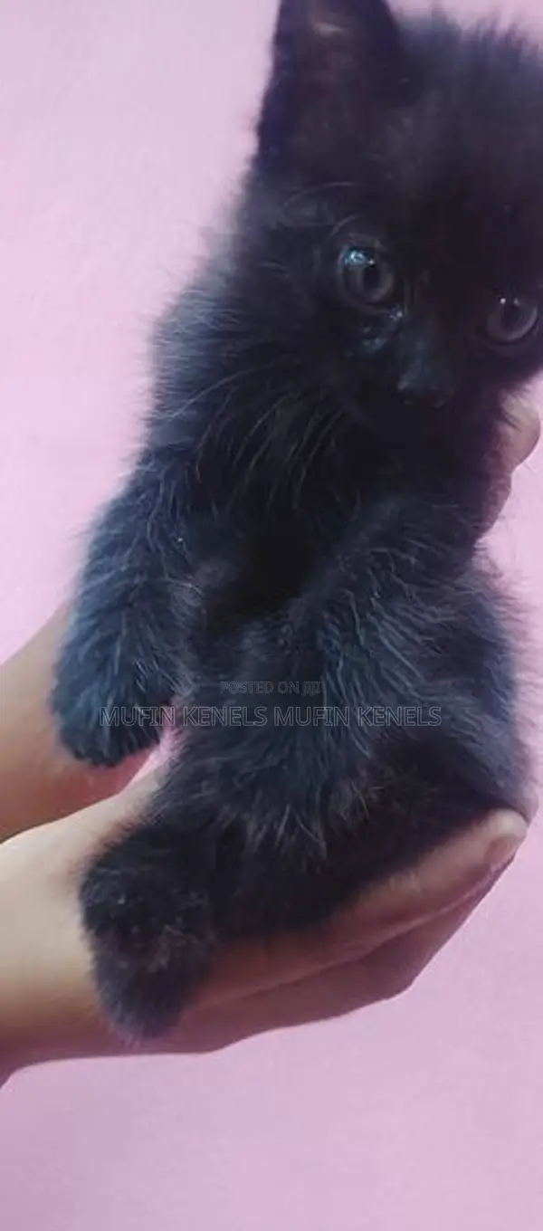 Persian Cat