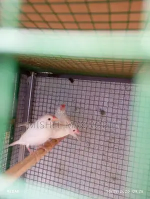 Java 3 Birds