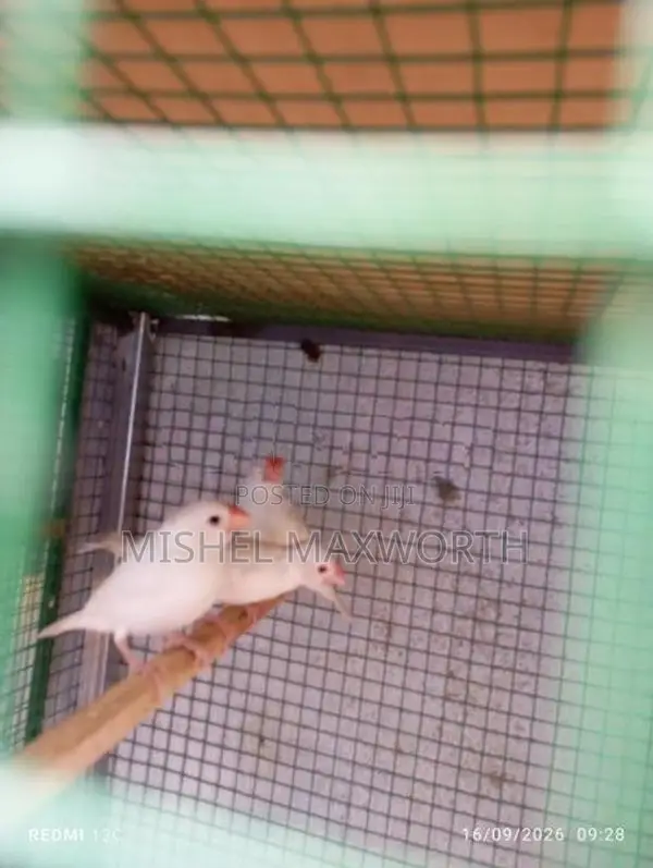 Java 3 Birds