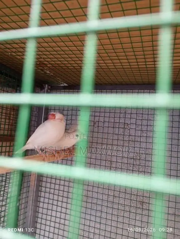 Java 3 Birds