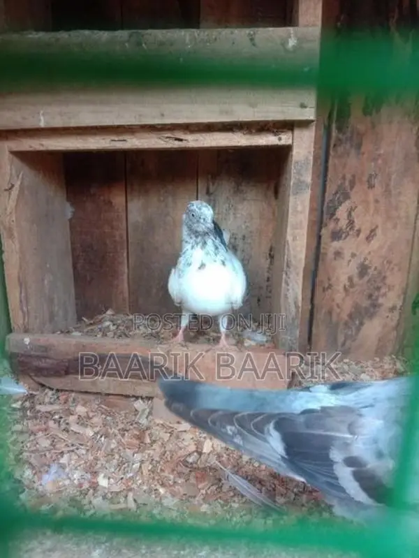 Timer Pigeon