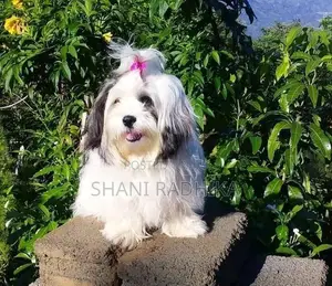 Shih Tzu Puppy