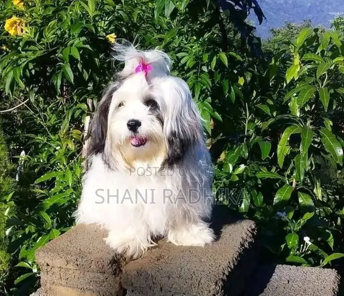 Shih Tzu Puppy