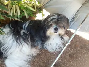 Shih Tzu Puppy