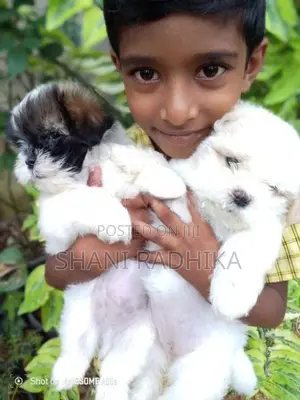 Shih Tzu Puppy