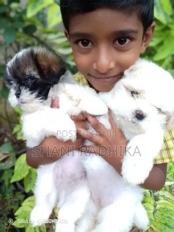 Shih Tzu Puppy