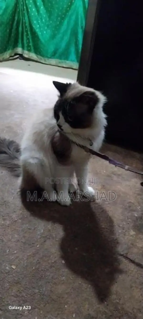 Himalayan Cat