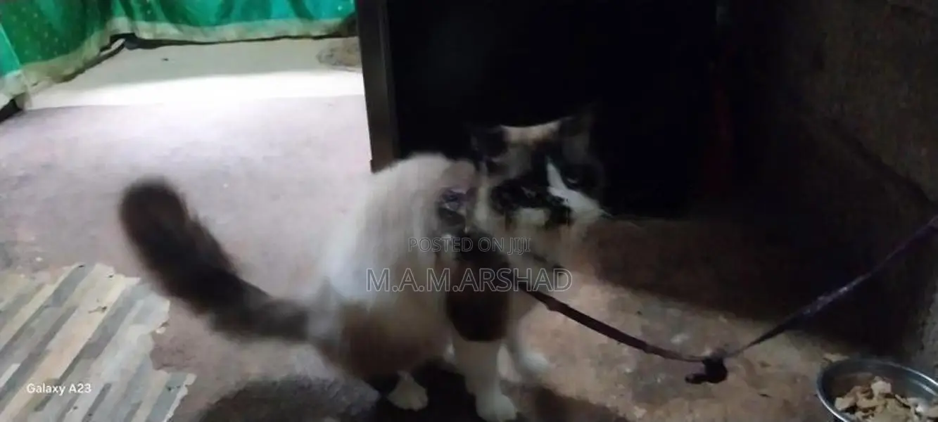 Himalayan Cat