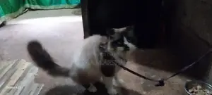 Himalayan Cat