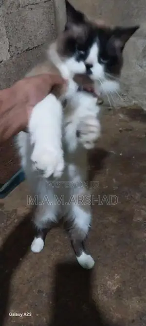 Himalayan Cat