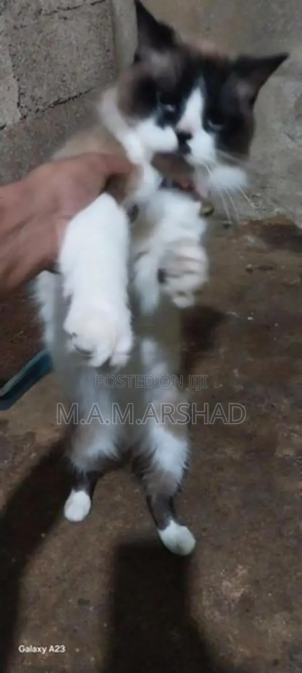 Himalayan Cat