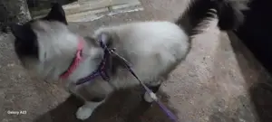 Himalayan Cat