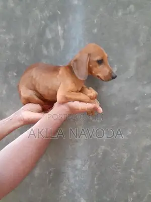 Dachshund Puppies