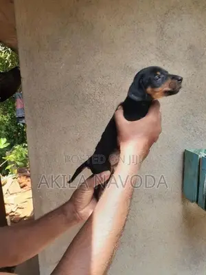 Dachshund Puppies