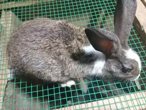 හාවන්