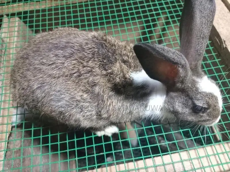 හාවන්