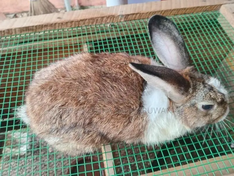 හාවන්