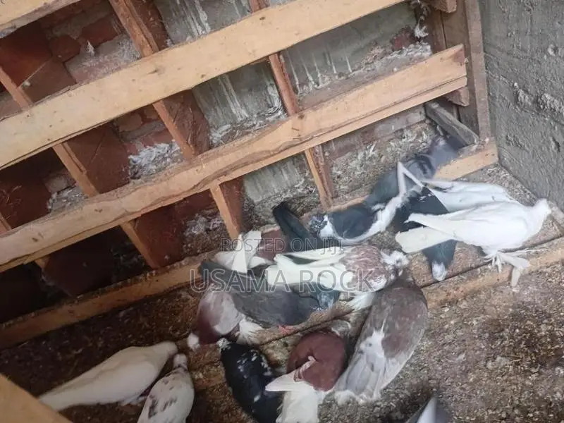 Pigeons