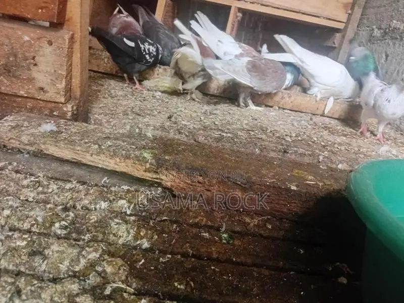 Pigeons