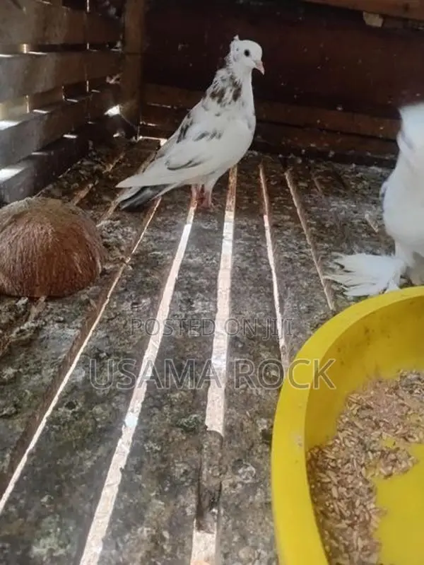 Pigeons