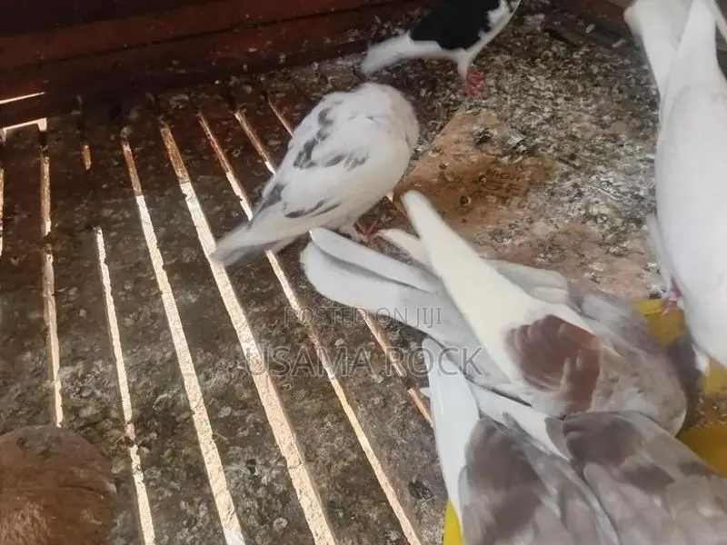 Pigeons