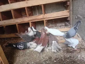 Pigeons